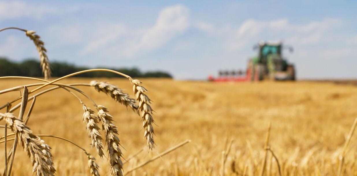 Farming Wheat Generic
